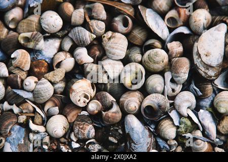 Muscheln und Schneckenschalen am Ostseestrand Stockfoto