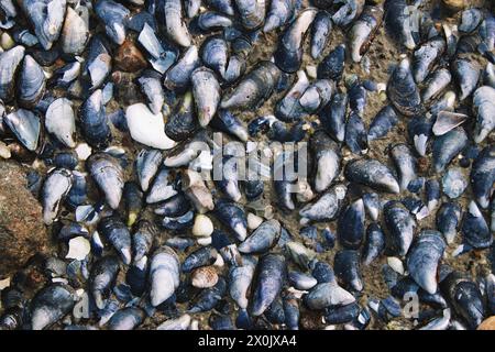 Muscheln und Schneckenschalen am Ostseestrand Stockfoto