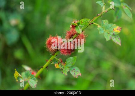 Ein abnormes Wachstum, eine bedeguare Galle, verursacht durch eine Gallwasp auf einer Wildrose, Feldrose (Rosa arvensis) oder Hunderose (Rosa canina), England, Großbritannien Stockfoto