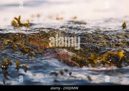 Glücksburg Sandwig, spazieren Sie am Strand Stockfoto