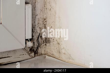 Schimmel, Pilz am Hang der Wand. Schwarzer Schimmel an der weißen Wand in der Nähe des Fensters. Stockfoto