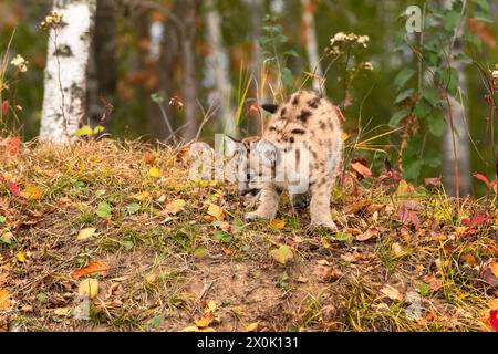 Cougar Kitten (Puma concolor) blickt auf die Seite des Herbstes des Forest Embankment - ein Gefangenes Tier Stockfoto