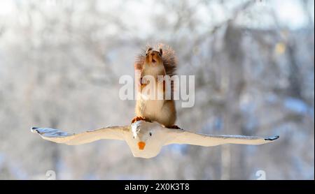 Rotes Eichhörnchen auf einer Möwe in der Luft Stockfoto
