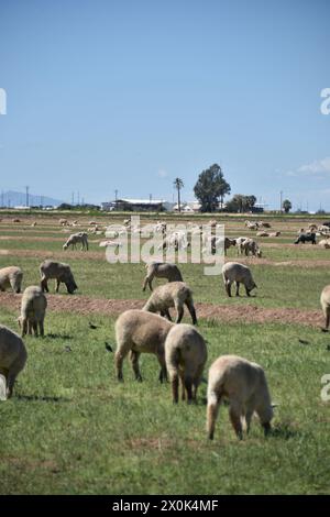 Pinal County Arizona USA. 3/16/2024. Im Pinal County in Arizona leben rund 13.000 Schafe. Stockfoto