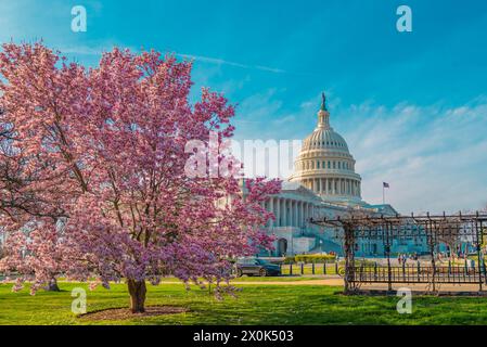 Blütenfrühling in Washington DC. Kapitolgebäude im Frühling. USA Kongress, Washington D.C. Stockfoto