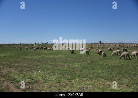 Pinal County Arizona USA. 3/16/2024. Im Pinal County in Arizona leben rund 13.000 Schafe. Stockfoto