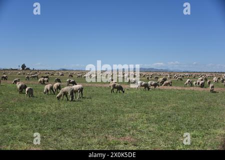 Pinal County Arizona USA. 3/16/2024. Im Pinal County in Arizona leben rund 13.000 Schafe. Stockfoto