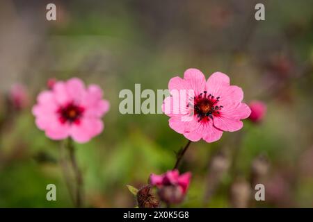 Nahaufnahme der Blüten des Nepalesischen Cinquefoil (potentilla nepalensis) Stockfoto