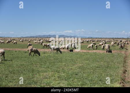 Pinal County Arizona USA. 3/16/2024. Im Pinal County in Arizona leben rund 13.000 Schafe. Stockfoto