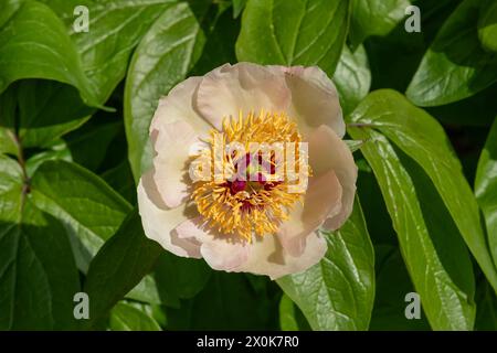 Nancy, Frankreich – im Mittelpunkt steht die gelbe Blume der Pfingstrose „Avant Garde“ in einem botanischen Garten in Nancy. Stockfoto