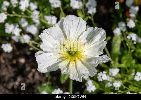 Nancy, Frankreich - Focus auf eine weiße Blume von Papaver Nudicaule in einem botanischen Garten in Nancy. Stockfoto