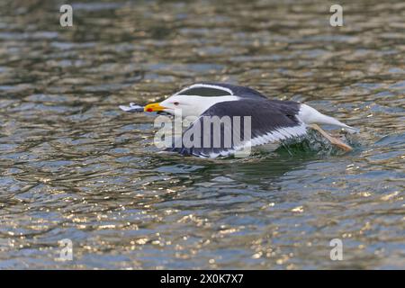 Eine erwachsene Großmöwe (Larus marinus) im Flug. Stockfoto