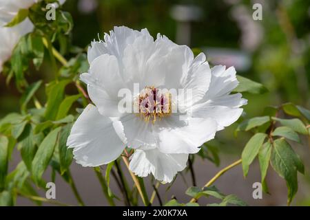 Nancy, Frankreich – im Mittelpunkt steht eine weiße Blume der Pfingstrose „Paeonia suffruticosa“ in einem botanischen Garten in Nancy. Stockfoto