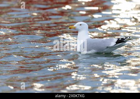 Erwachsene europäische Heringsmöwe (Larus argentatus) schwimmt in einem Hafen. Stockfoto