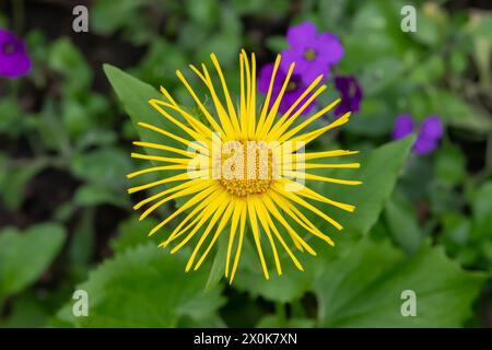 Nancy, Frankreich – im Mittelpunkt steht eine gelbe Blume von Inula hookeri in einem botanischen Garten in Nancy. Stockfoto