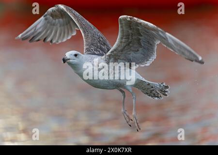 Eine juvenile Großmöwe (Larus marinus) im Flug. Stockfoto