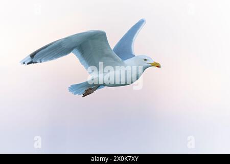 Eine adulte Heringsmöwe (Larus argentatus) im Flug. Stockfoto