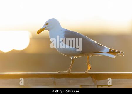 Erwachsene europäische Heringsmöwe (Larus argentatus) mit Hintergrundbeleuchtung. Stockfoto
