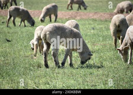 Pinal County Arizona USA. 3/16/2024. Im Pinal County in Arizona leben rund 13.000 Schafe. Stockfoto