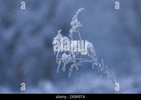 Mit Raureif und Schnee bedeckte Samenköpfe der kanadischen Goldrute (Solidago canadensis), Deutschland Stockfoto