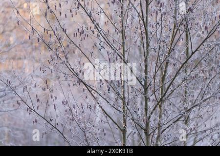 Erlen mit Raureif, Morgenlicht, Winteratmosphäre im Naturpark Pfälzerwald, Biosphärenpark Pfälzerwald-Nordvogesen, Deutschland, Rheinland-Pfalz Stockfoto