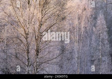 Birken mit Raureif, Morgenlicht, Winteratmosphäre im Naturpark Pfälzerwald, Biosphärenpark Pfälzerwald-Nordvogesen, Deutschland, Rheinland-Pfalz Stockfoto