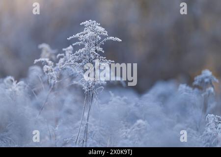 Frostbedeckte Samenköpfe der kanadischen Goldrute (Solidago canadensis), Deutschland Stockfoto