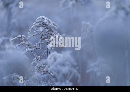 Frostbedeckte Samenköpfe der kanadischen Goldrute (Solidago canadensis), Deutschland Stockfoto