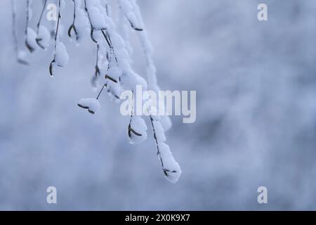 Blumenkätzchen der Birke (Betula), mit Schnee bedeckt, Deutschland Stockfoto