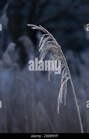 Obststand von Schilf im Winter, Raureif, Deutschland Stockfoto