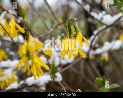 Frühjahrs-, Frühling-, Schnee-, Aprilwetter, Forsythien, Blüten Stockfoto