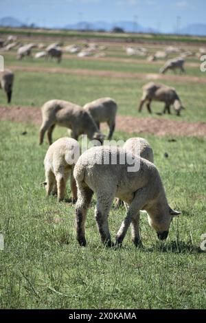 Pinal County Arizona USA. 3/16/2024. Im Pinal County in Arizona leben rund 13.000 Schafe. Stockfoto