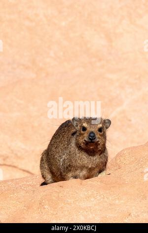 Steinhyrax (Procavia capensis) in Twyfelfontein im Damaraland, Namibia Stockfoto