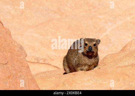 Steinhyrax (Procavia capensis) in Twyfelfontein im Damaraland, Namibia Stockfoto