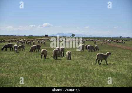 Pinal County Arizona USA. 3/16/2024. Im Pinal County in Arizona leben rund 13.000 Schafe. Stockfoto