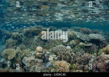 Korallen und Fische gedeihen an einem flachen, artenreichen Riff in Raja Ampat, Indonesien. Diese tropische Region ist bekannt als das Herz des Korallendreiecks. Stockfoto