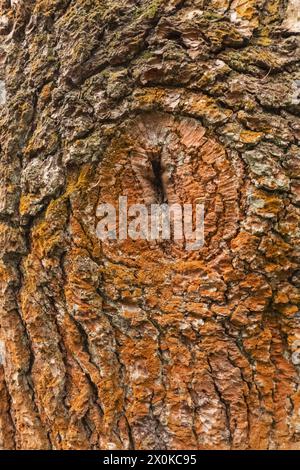 England, East Sussex, Sheffield Park and Gardens, Detail of Oak Tree Bark Stockfoto