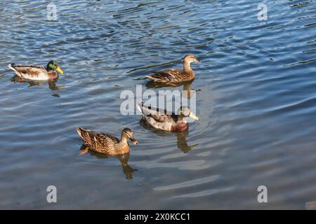 England, East Sussex, Sheffield Park and Gardens, Ducks on Pond Stockfoto