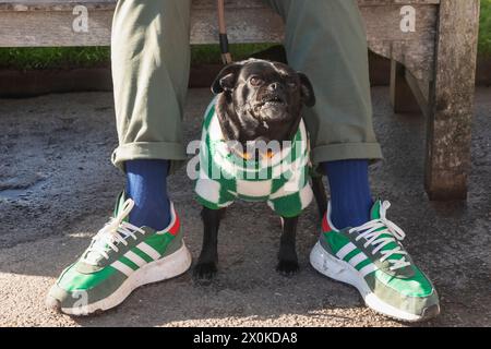 England, Mops Hund mit Pullover Stockfoto