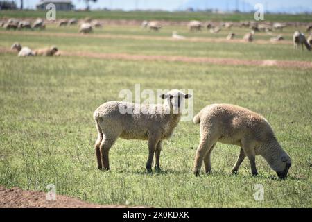 Pinal County Arizona USA. 3/16/2024. Im Pinal County in Arizona leben rund 13.000 Schafe. Stockfoto