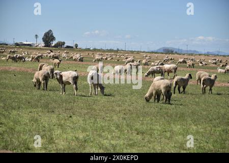 Pinal County Arizona USA. 3/16/2024. Im Pinal County in Arizona leben rund 13.000 Schafe. Stockfoto