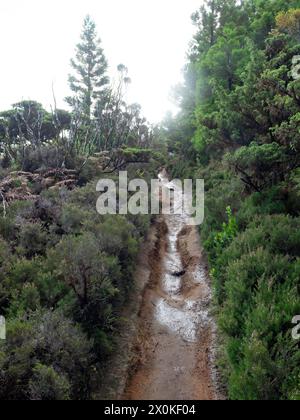 Azoren, Wanderweg Misterios Negros, Portugal, Terceira, Landschaft, Natur, Natur, Natur, schlammiger Weg, gesunder Lebensstil, regnerischer Tag, Regen, widriges Wetter, Insel, Atlantik Stockfoto