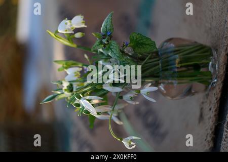 Blumenstrauß in einer Vase mit Schneeglöckchen, Frühlingsschneeglöckchen und frühlingsheartsease Stockfoto