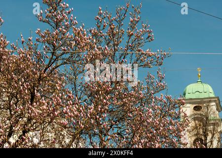 Österreich, Salzburg, Turm der Dreifaltigkeitskirche, Magnolienbäume in Blüte Stockfoto