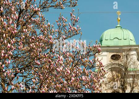 Österreich, Salzburg, Turm der Dreifaltigkeitskirche, Magnolienbäume in Blüte Stockfoto