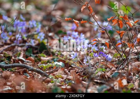 Leberkraut (hepatica nobilis) im Buchenwald Stockfoto