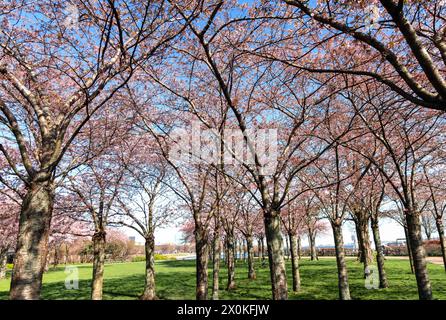 Kirschblüte im Langelinie Park an einem schönen Frühlingstag. Sakura Festival. Kopenhagen, Dänemark Stockfoto