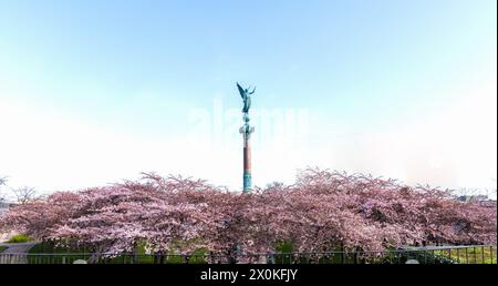 Kirschblüte im Langelinie Park an einem schönen Frühlingstag. Sakura Festival. Kopenhagen, Dänemark Stockfoto