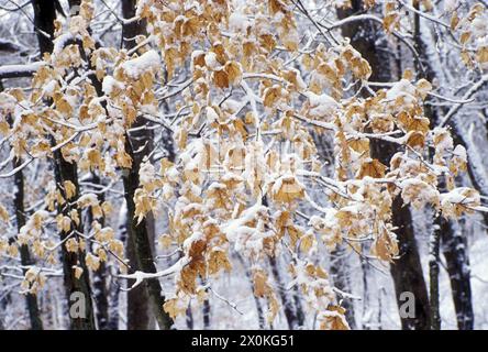 Die dunklen Stämme von Eichen im Winter mit den gelben braunen Blättern weich bleiben und mit Schnee bedeckt, Missouri, USA Stockfoto