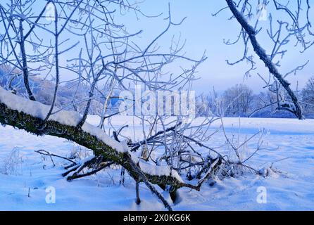 Europa, Deutschland, Hessen, Mittelhessen, Hinterland, Naturpark Lahn-Dill-Bergland, Dautphetal, Winterstimmung an der Lahn, gebrochener Weidenzweig Stockfoto